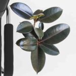Rubber Plant Decora