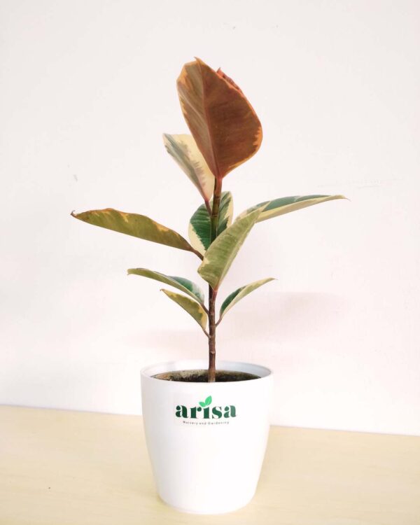 Rubber Plant Tineke 4.5wp 1