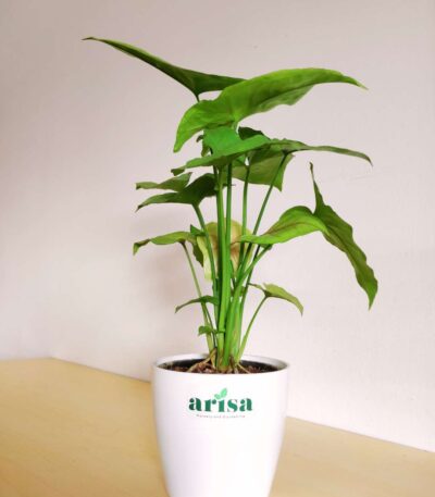 Syngonium Pink 4.5wp 1