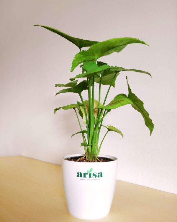 Syngonium Pink 4.5wp 1