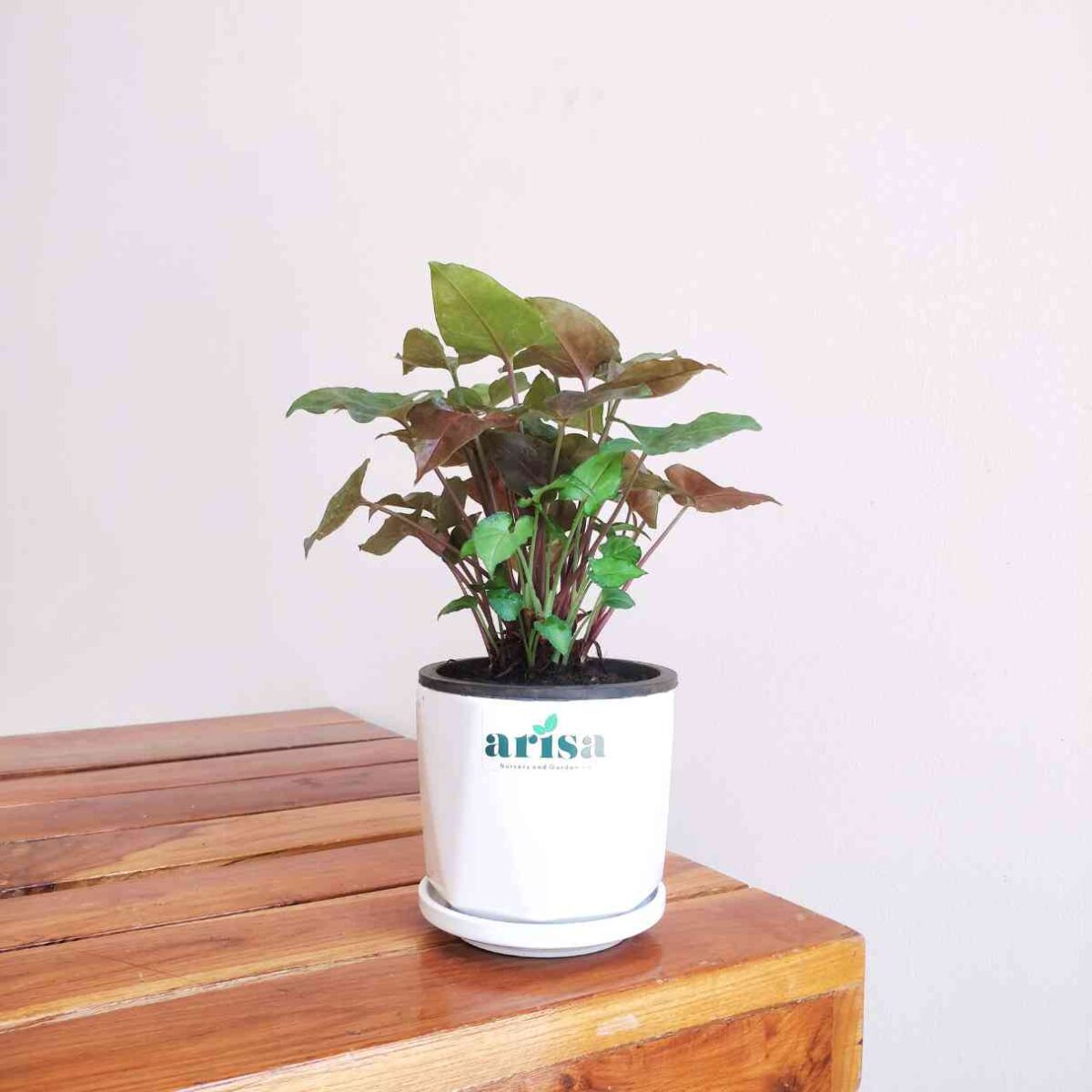 Syngonium Red Plant