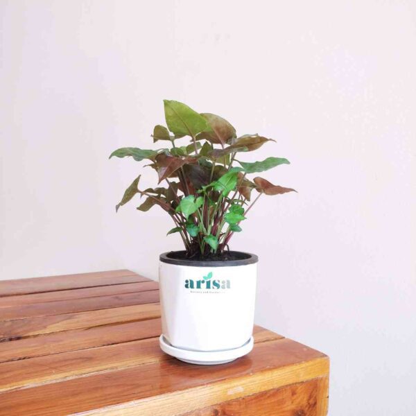 Syngonium Red Plant