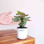 Syngonium Red Plant