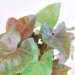 Syngonium Red Plant