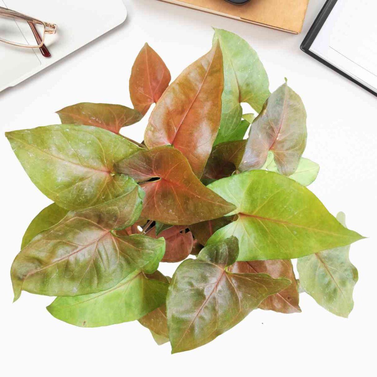 Syngonium Red Plant