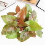 Syngonium Red Plant