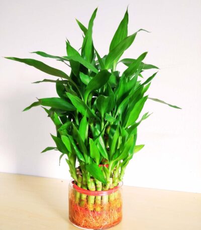 Three Layer Bamboo HDPE pot 1