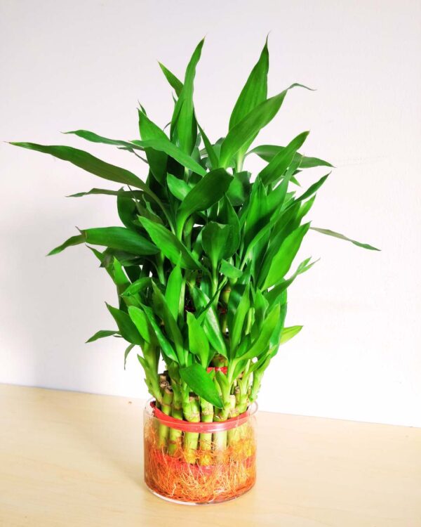 Three Layer Bamboo HDPE pot 1