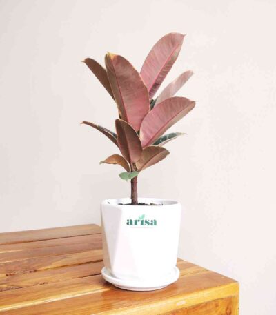 Rubber plant Tineke