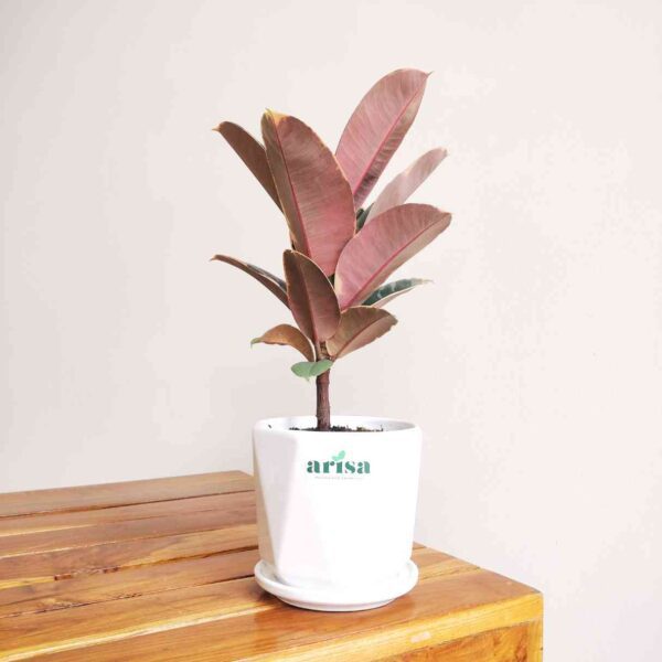 Rubber plant Tineke