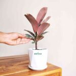 Rubber plant Tineke