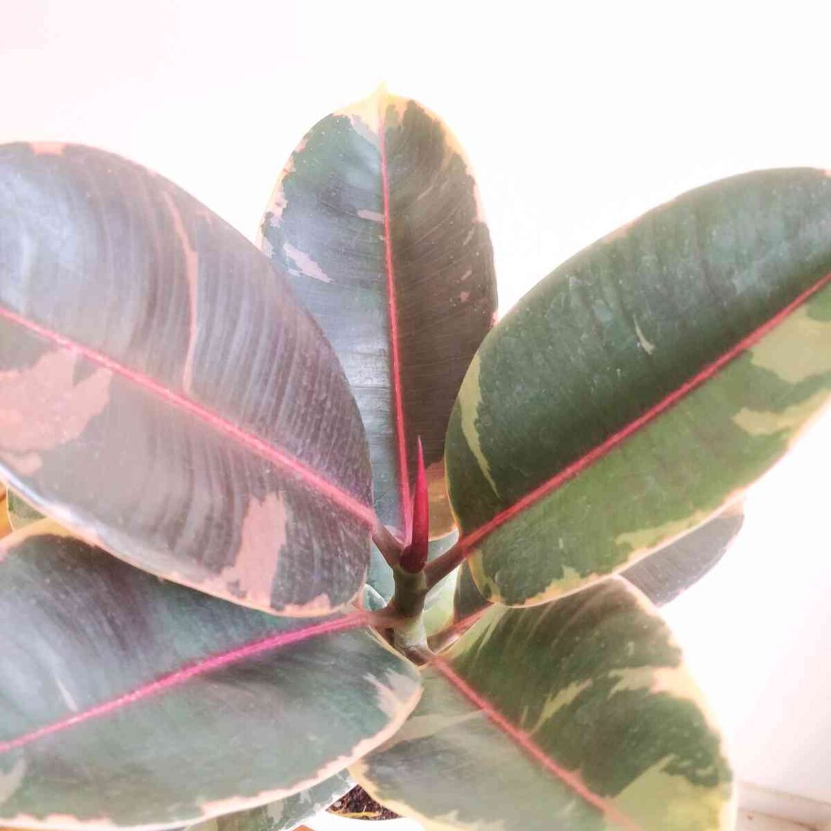 Rubber plant Tineke