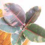Rubber plant Tineke
