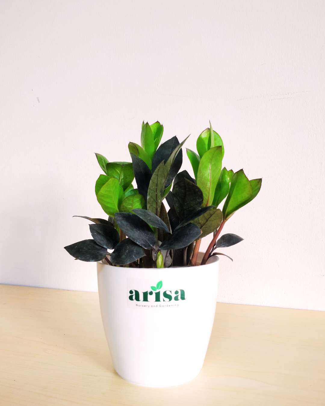 ZZ Black Raven 1 ZZ Black Raven 1