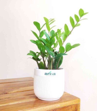 ZZ Green Plant