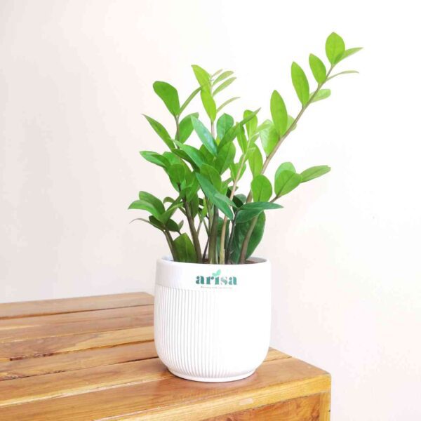 ZZ Green Plant