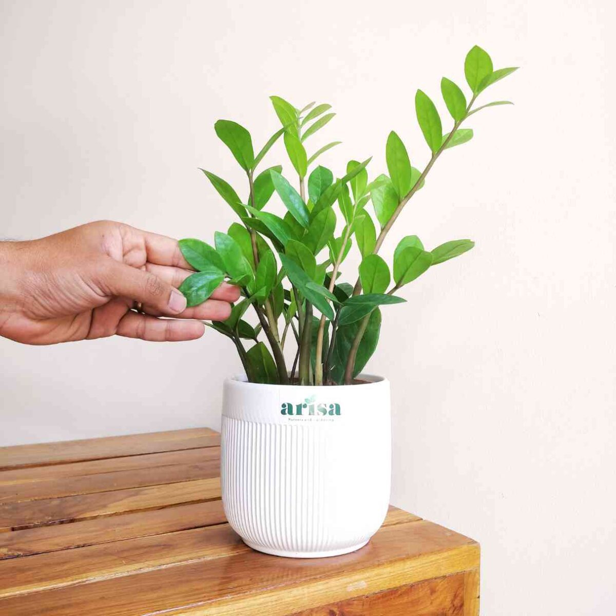 ZZ Green Plant