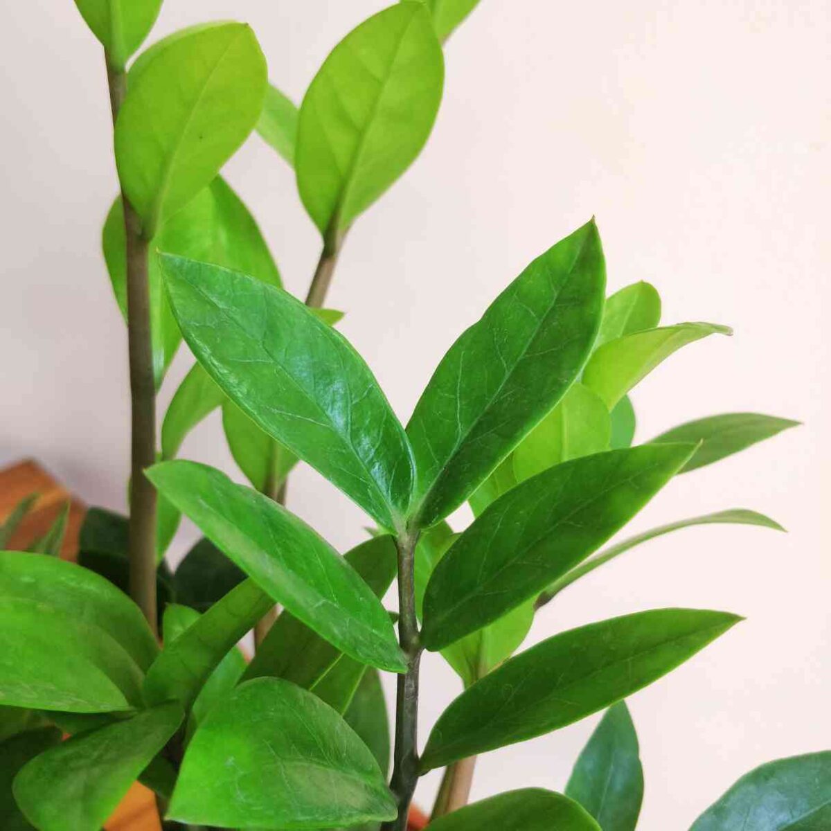 ZZ Green Plant