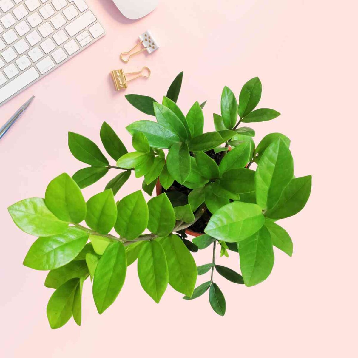 ZZ Green Plant