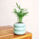 Bamboo plam
