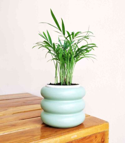 Bamboo plam