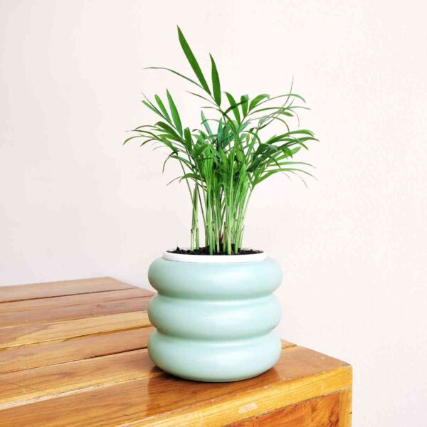 Bamboo plam
