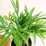 Bamboo plam