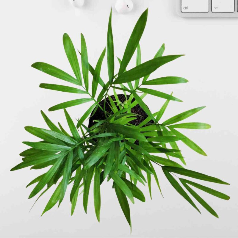 Bamboo plam
