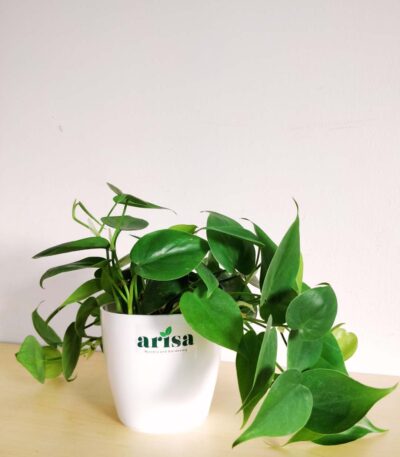 Philodendron Oxycardium Green 1