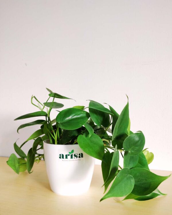 Philodendron Oxycardium Green 1