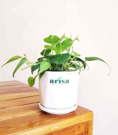 Philodendron Oxycardium Green