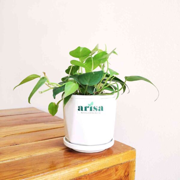 Philodendron Oxycardium Green