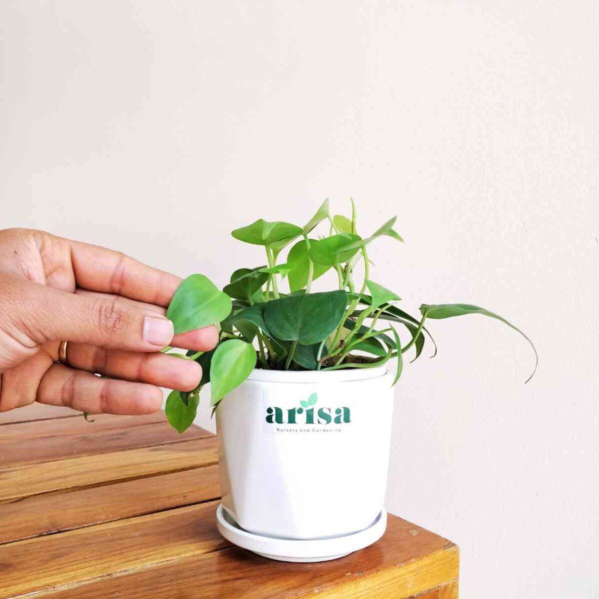 Philodendron Oxycardium Green - Image 2