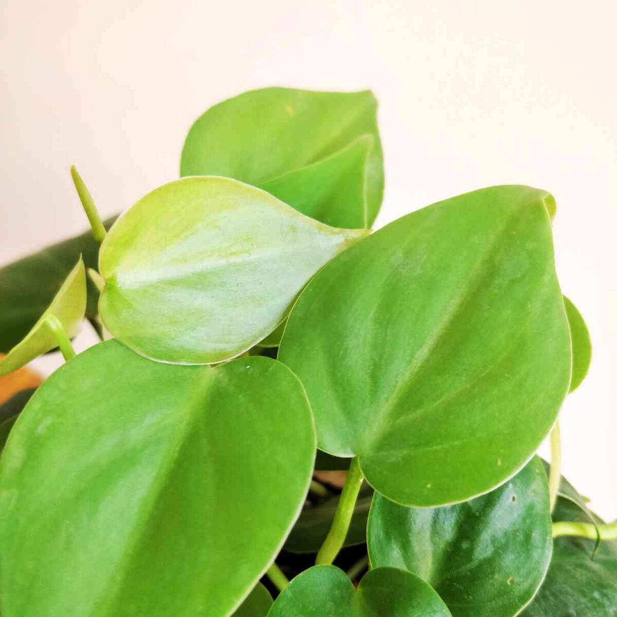 Philodendron Oxycardium Green - Image 3