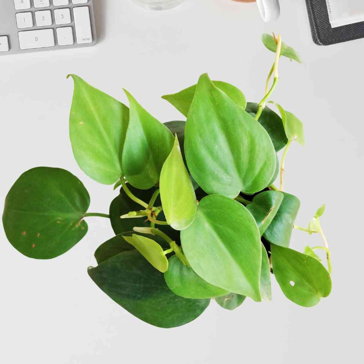 Philodendron Oxycardium Green - Image 4