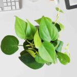 Philodendron Oxycardium Green - Image 4
