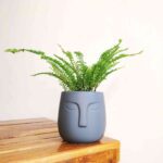 Ruffle Fern
