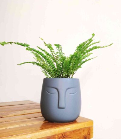 Ruffle Fern