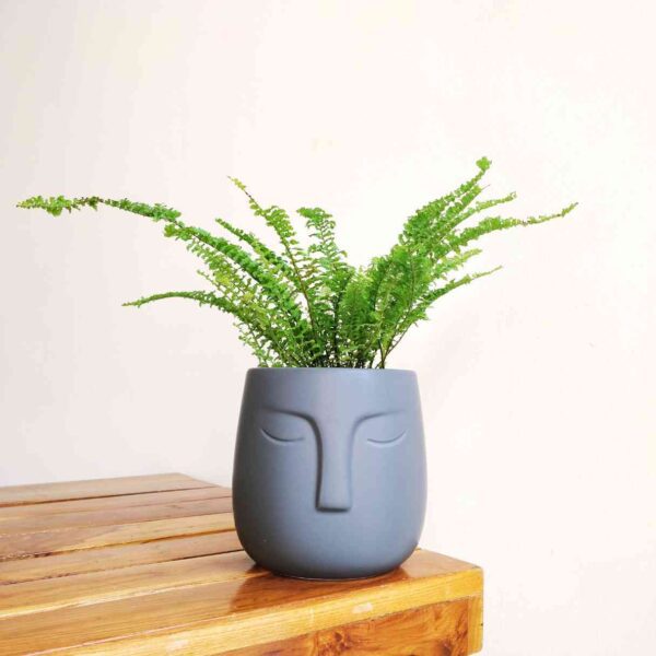 Ruffle Fern