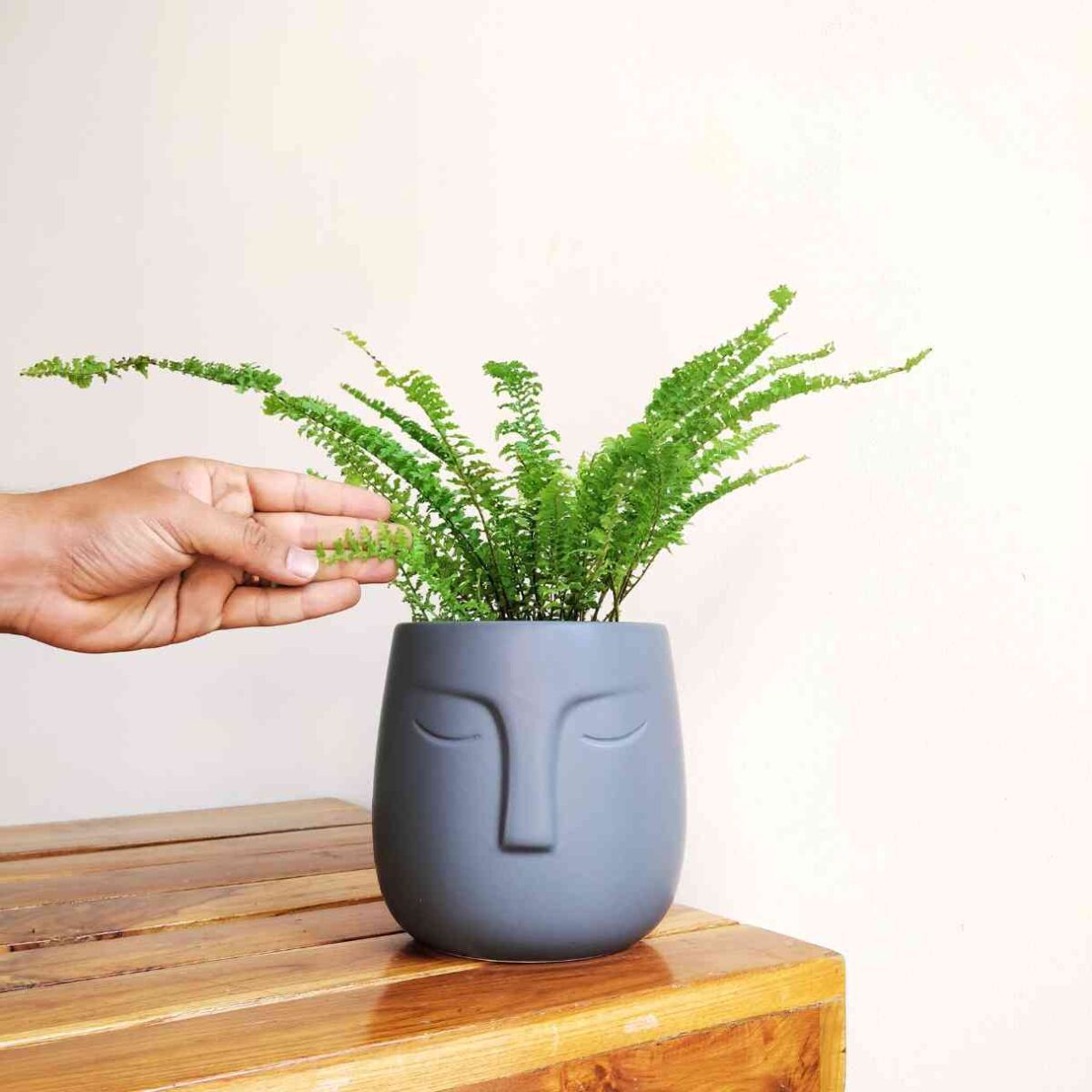 Ruffle Fern