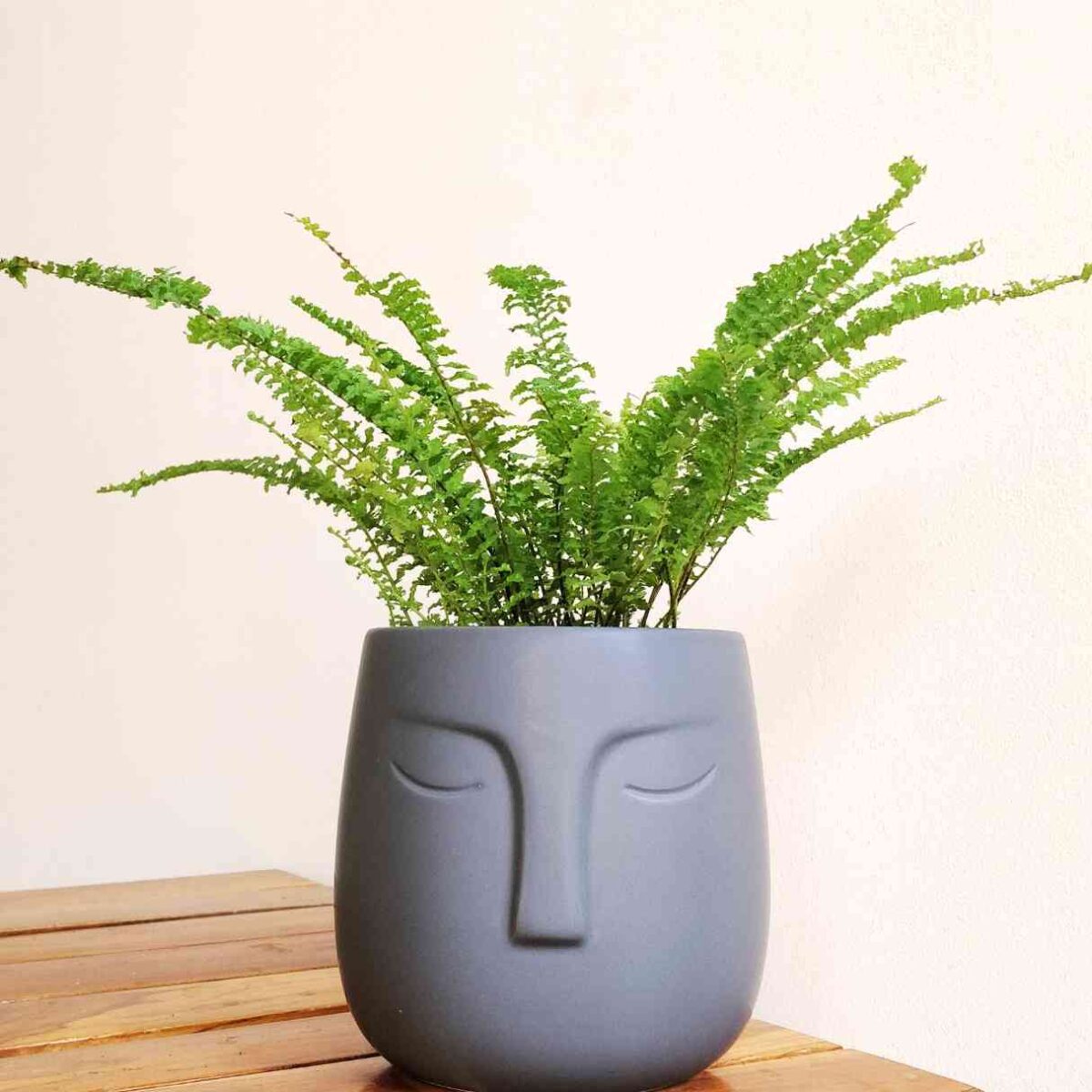 Ruffle Fern
