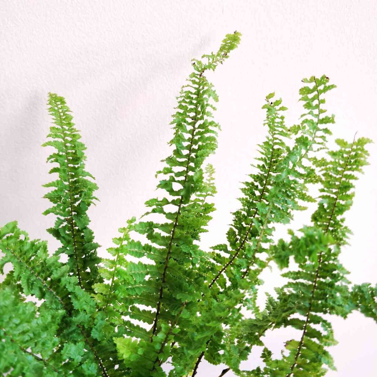 Ruffle Fern