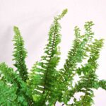 Ruffle Fern