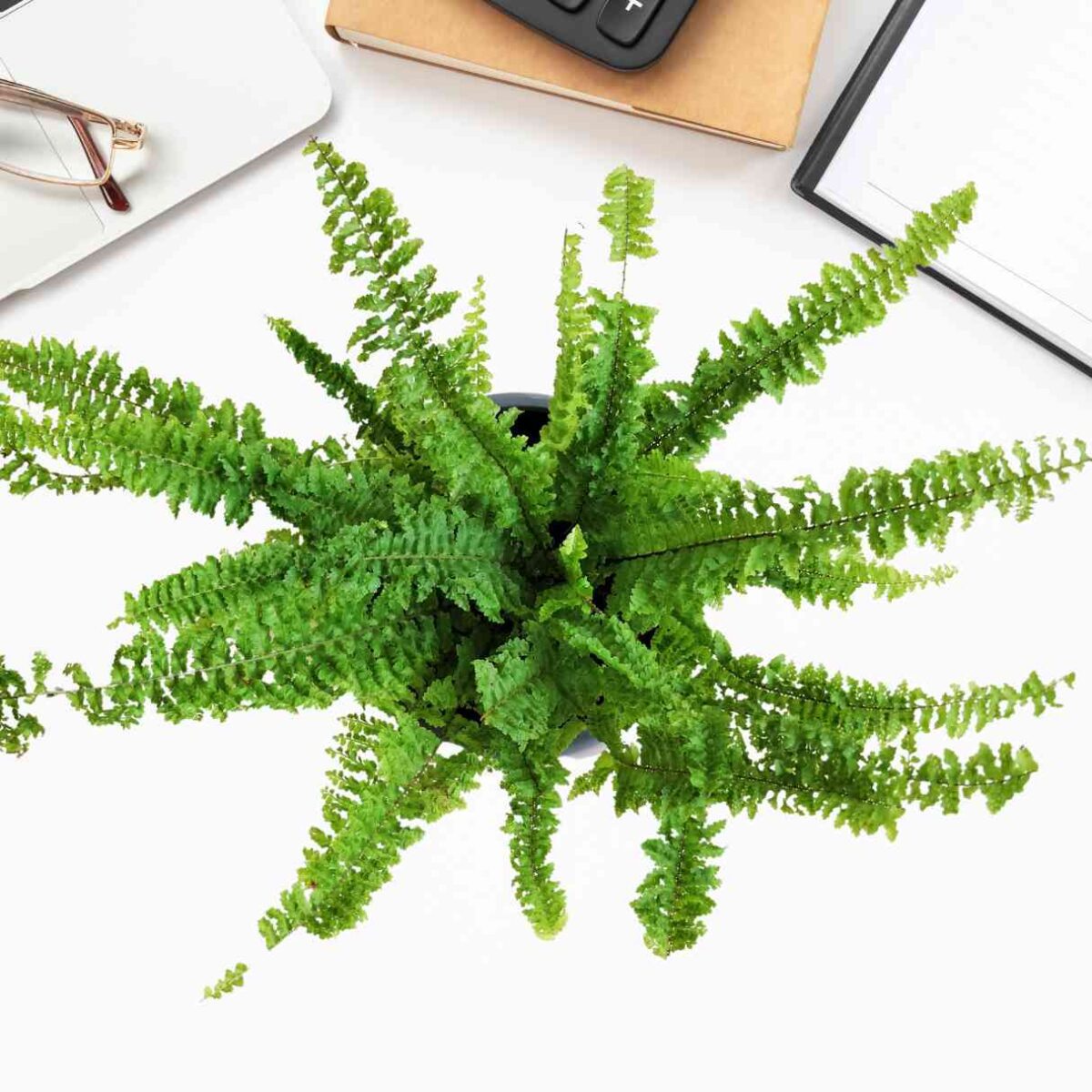 Ruffle Fern