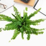 Ruffle Fern