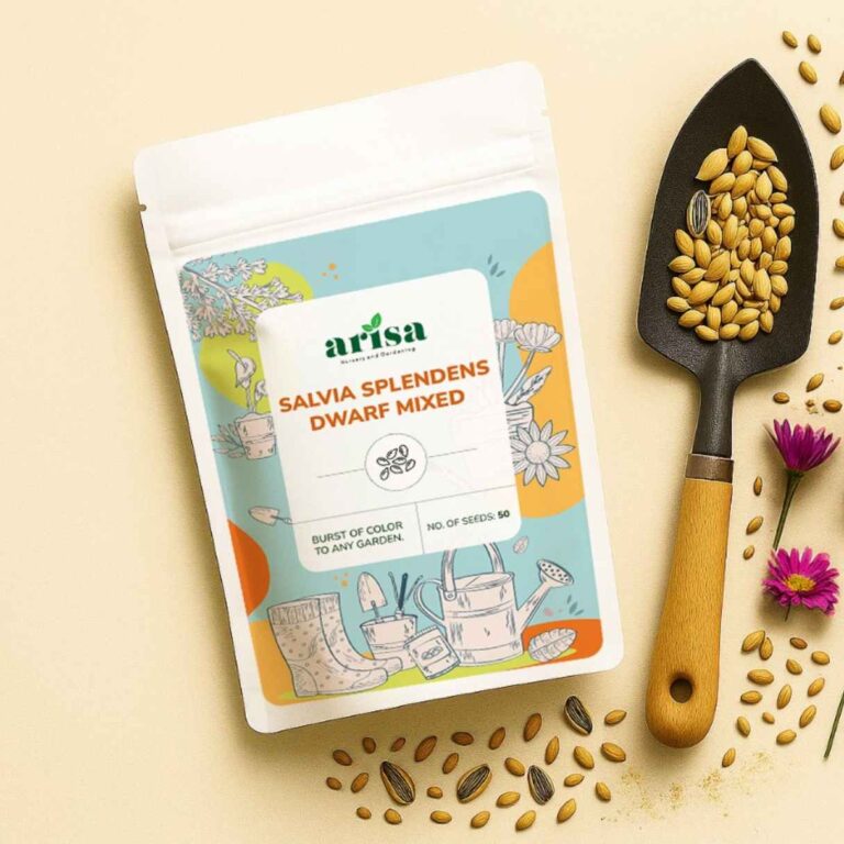 Salvia Splendens Dwarf Mixed Seeds