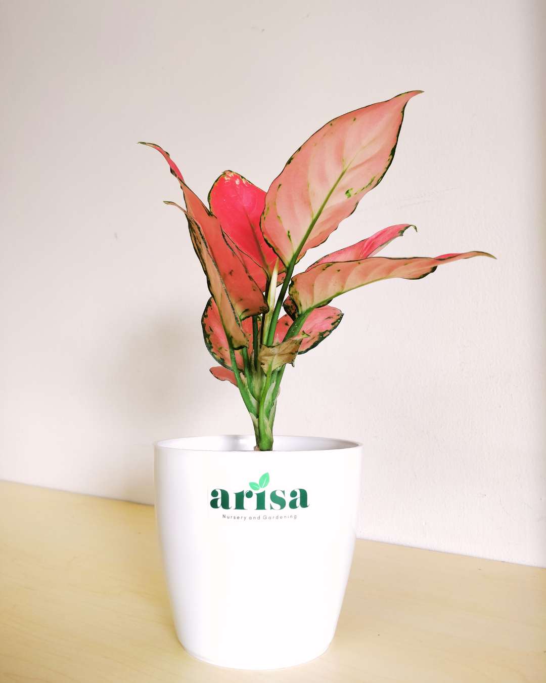 Aglaonema Lady Valentine white 4.5wp 1 Aglaonema Lady Valentine white 4.5wp 1