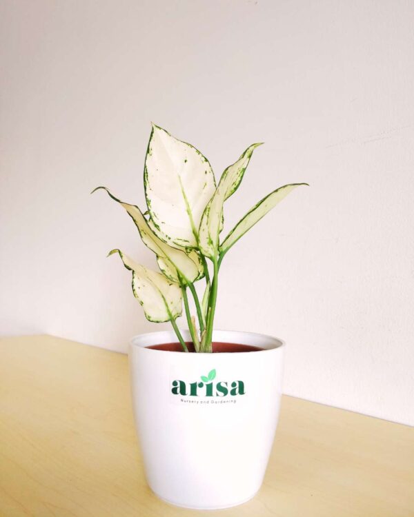 Aglaonema Super White 4.5wp 1