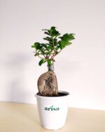 Ficus Bonsai White 4.5wp 2