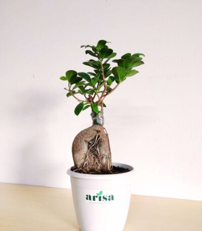 Ficus Bonsai White 4.5wp 2